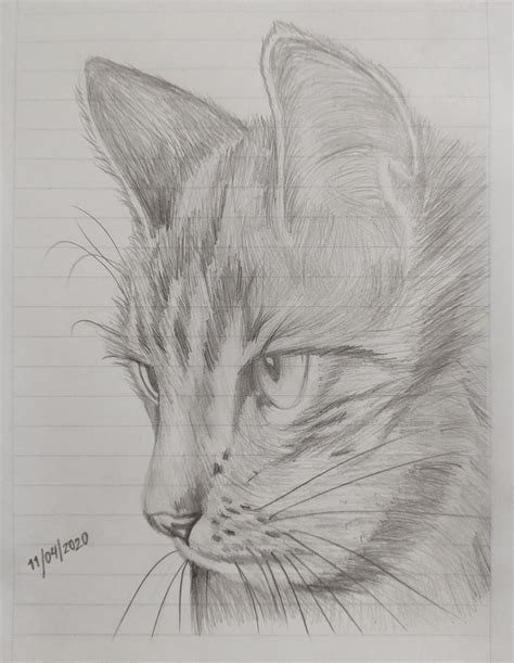 gato dibujo a lapiz